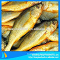 supply kinds of high quality frozen yellow croaker